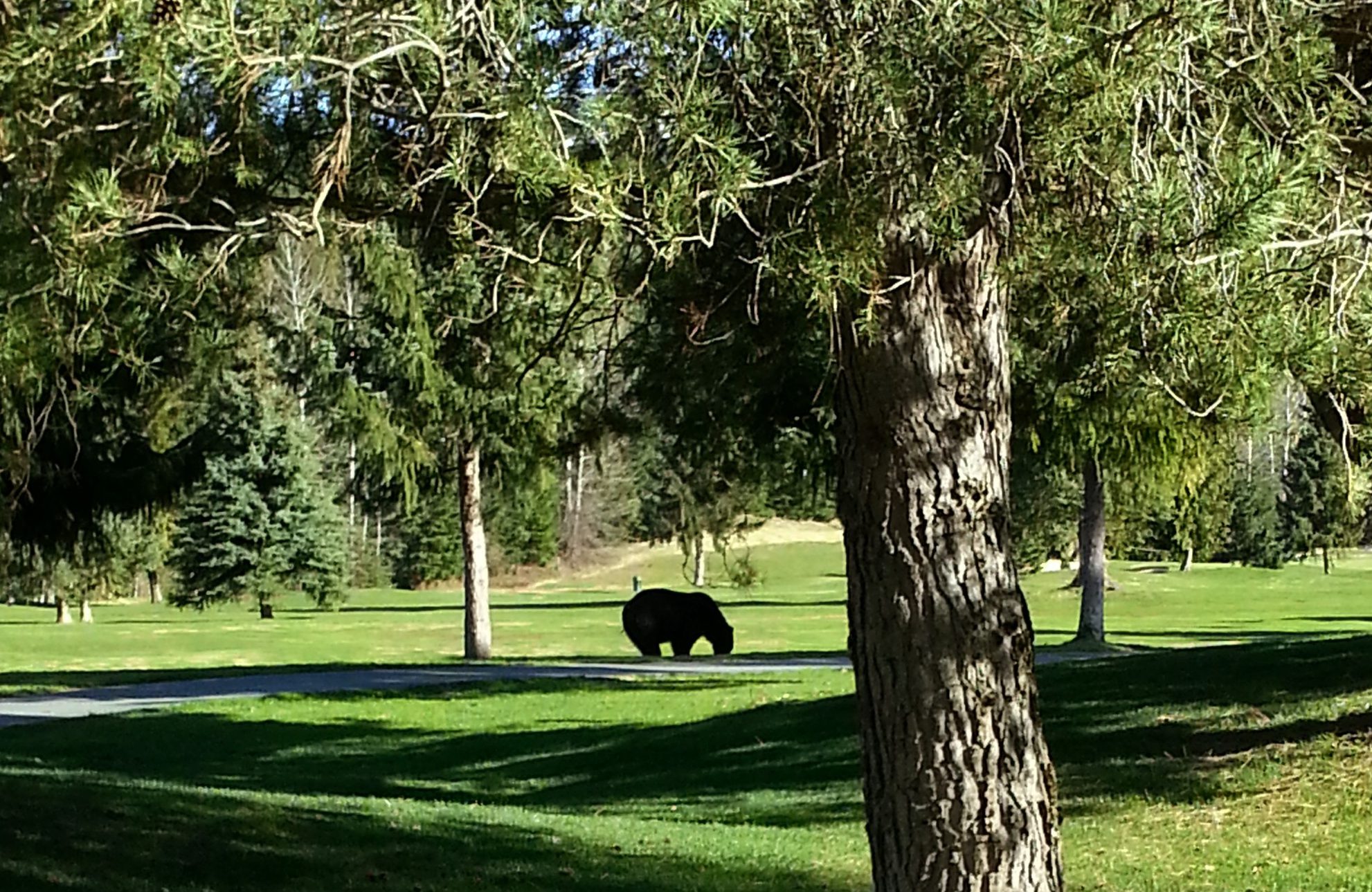 A bear on the Whistler Golf Course | How to stay bear aware in Whistler