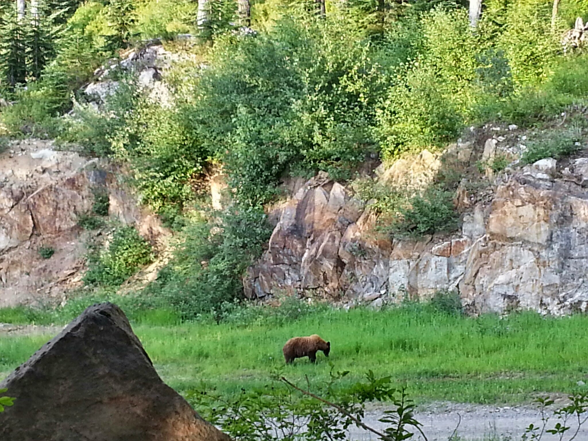 Cinnamon Bear in Whistler BC | How to stay Bear Aware in Whistler